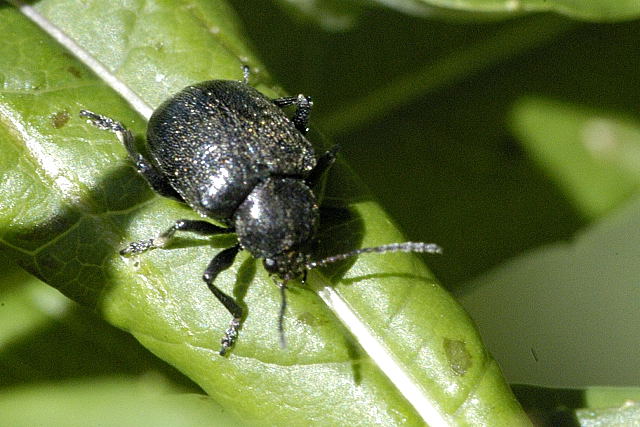 Photo of Western grape rootworm
