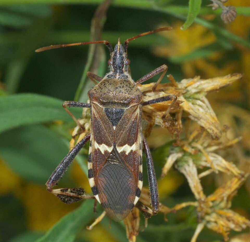 Photo of Western leaf-footed bug