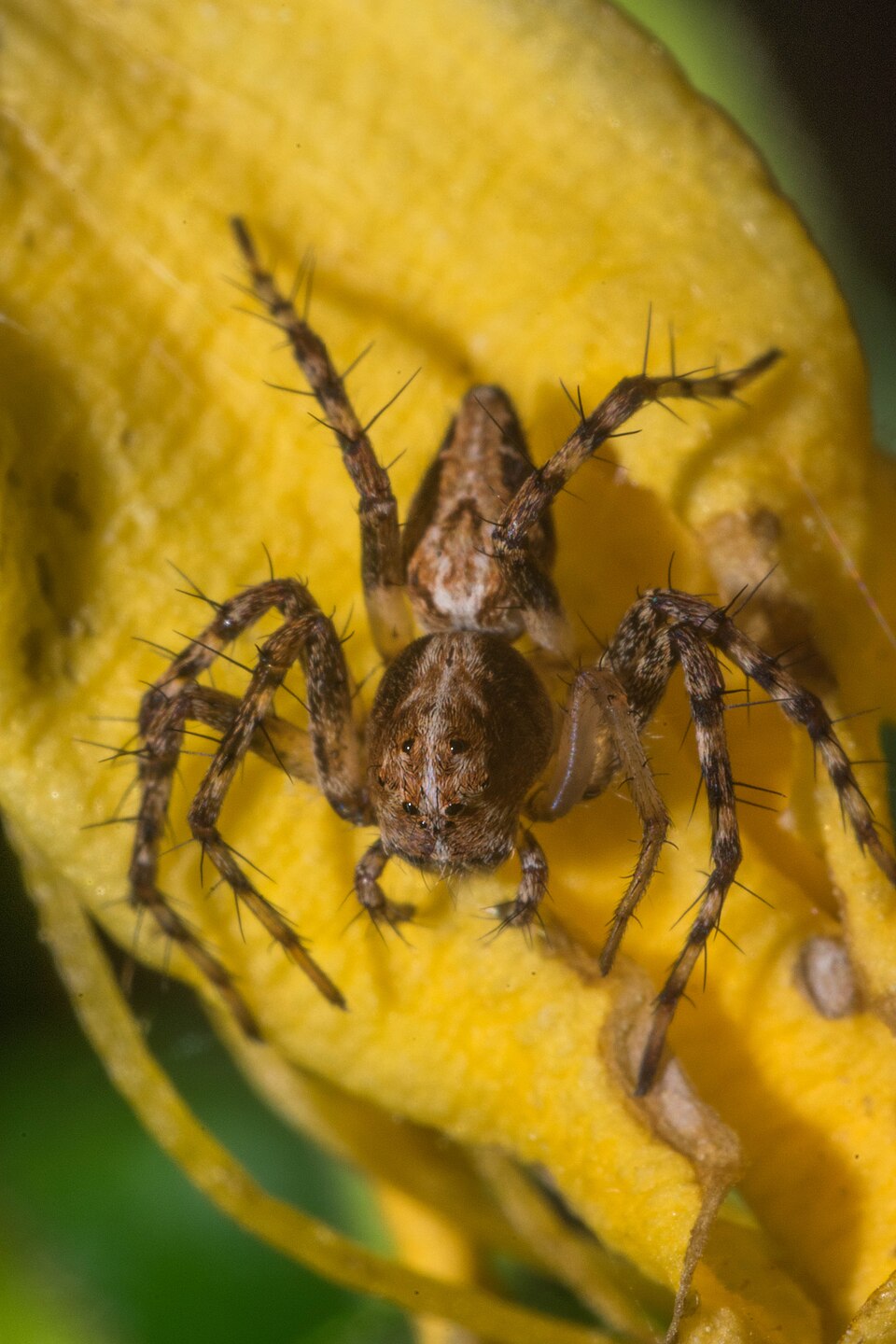 Photo of Western lynx spider