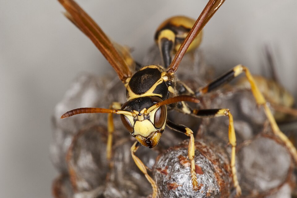 Photo of Western paper wasp