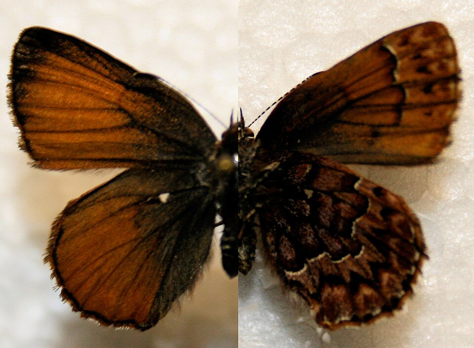 Photo of Western pine elfin