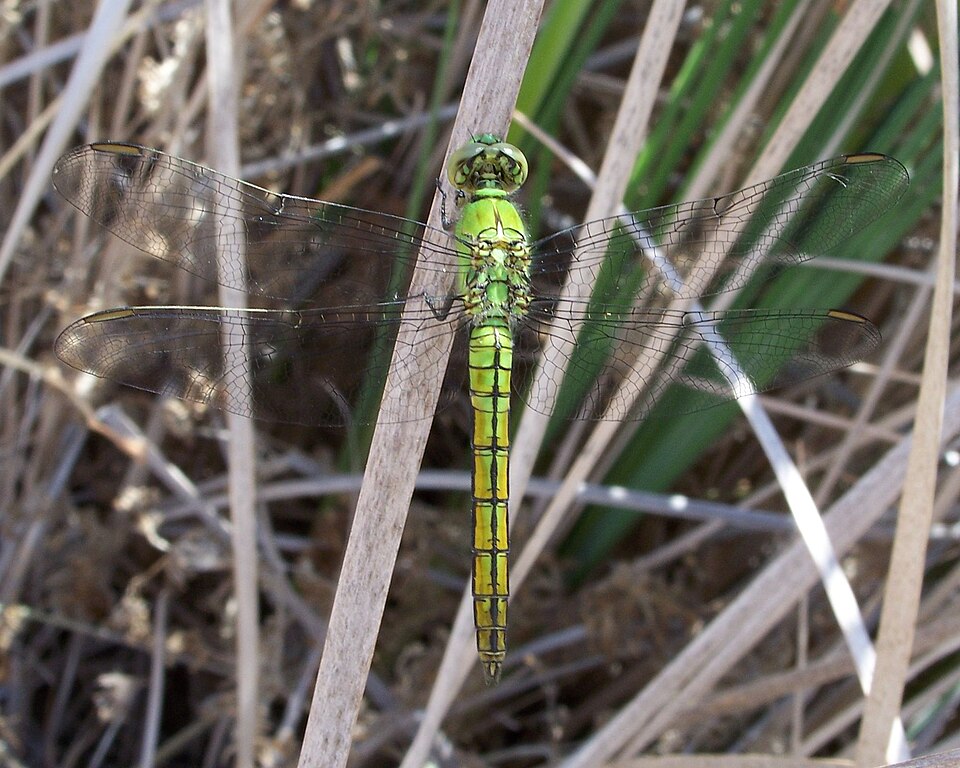 Photo of Western pondhawk