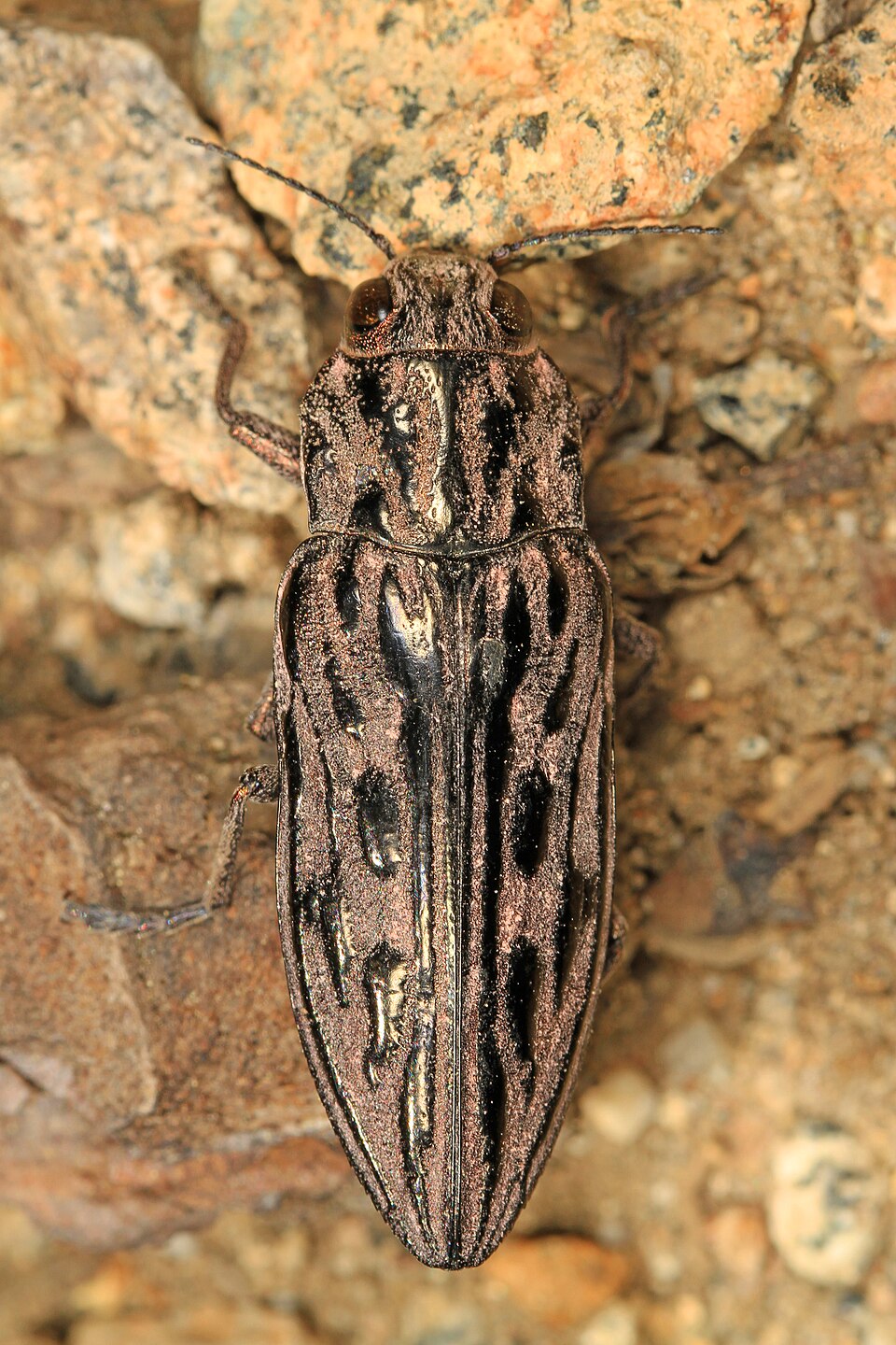 Photo of Western sculptured pine borer