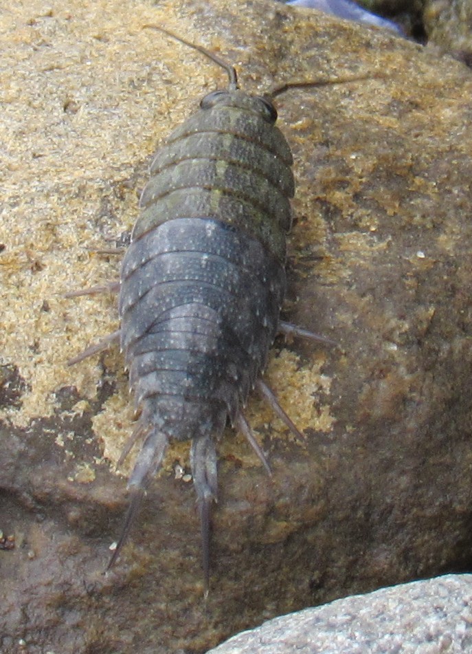 Photo of Western sea slater