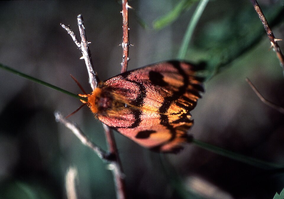 Photo of Western sheep moth