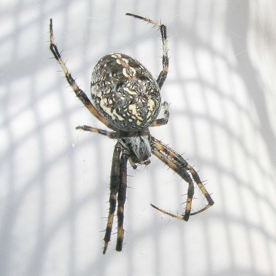 Photo of Western spotted orbweaver