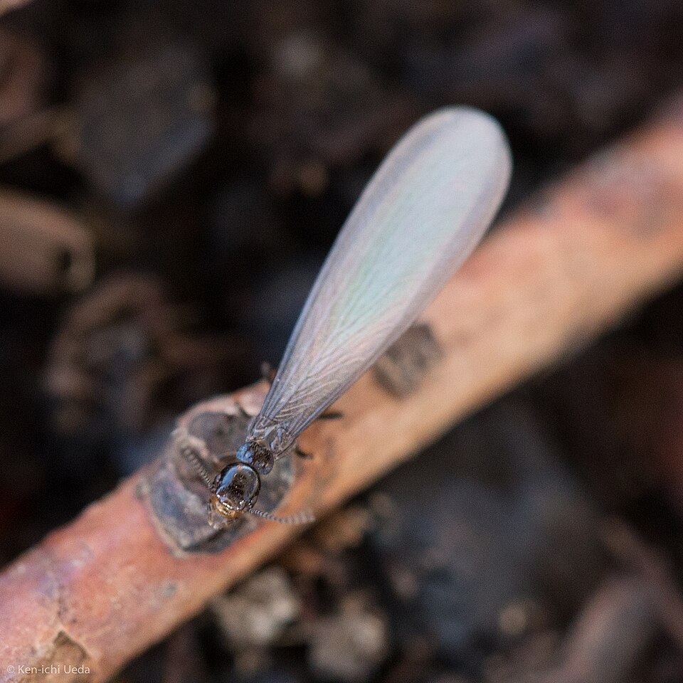 Photo of Western subterranean termite