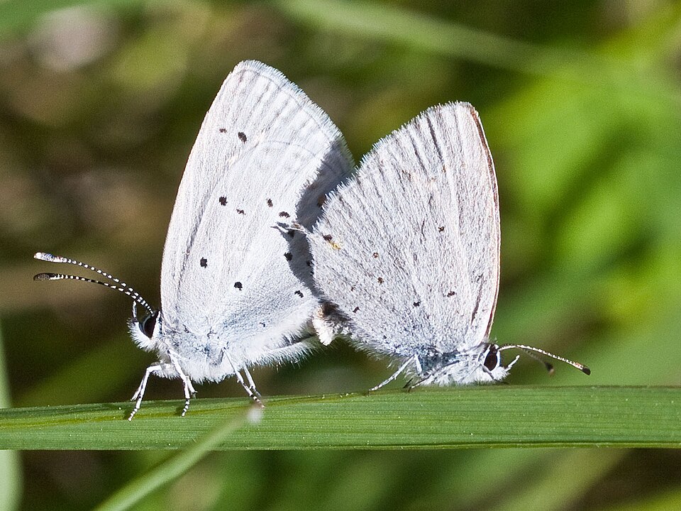 Photo of Western tailed-blue