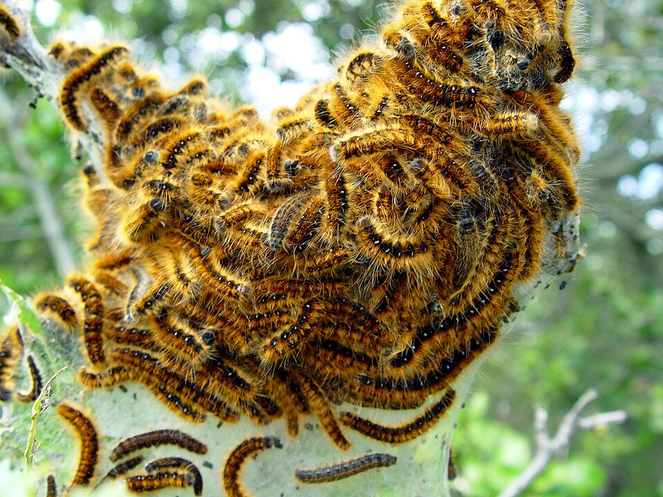 Photo of Western tent caterpillar moth