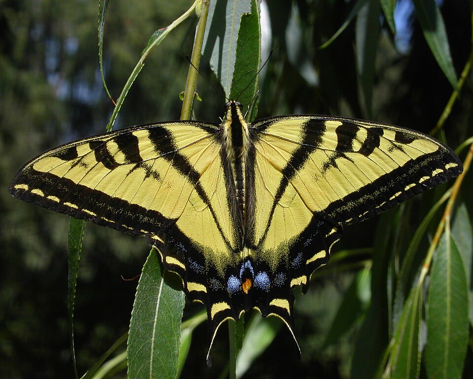 Photo of Western tiger swallowtail