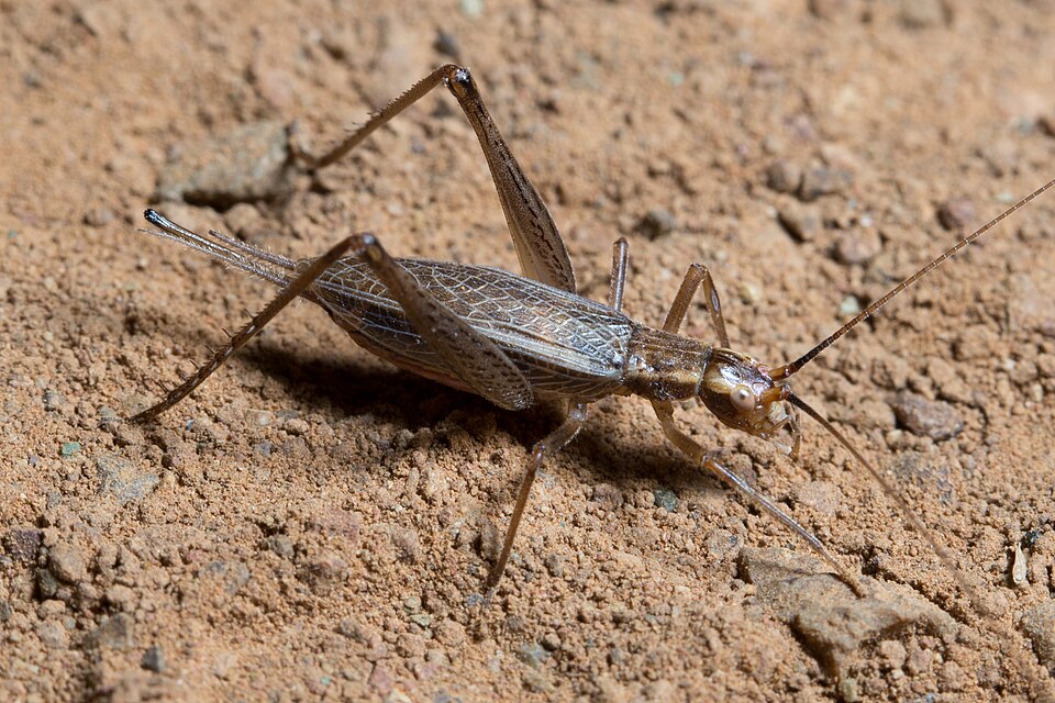 Photo of Western tree cricket