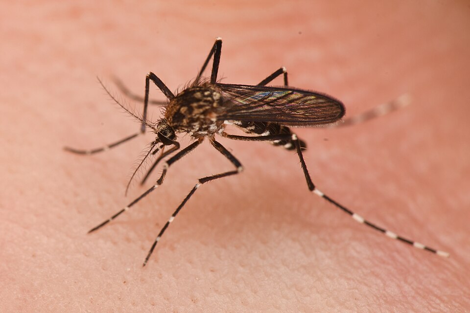 Photo of Western treehole mosquito