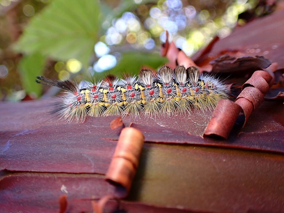 Photo of Western tussock moth