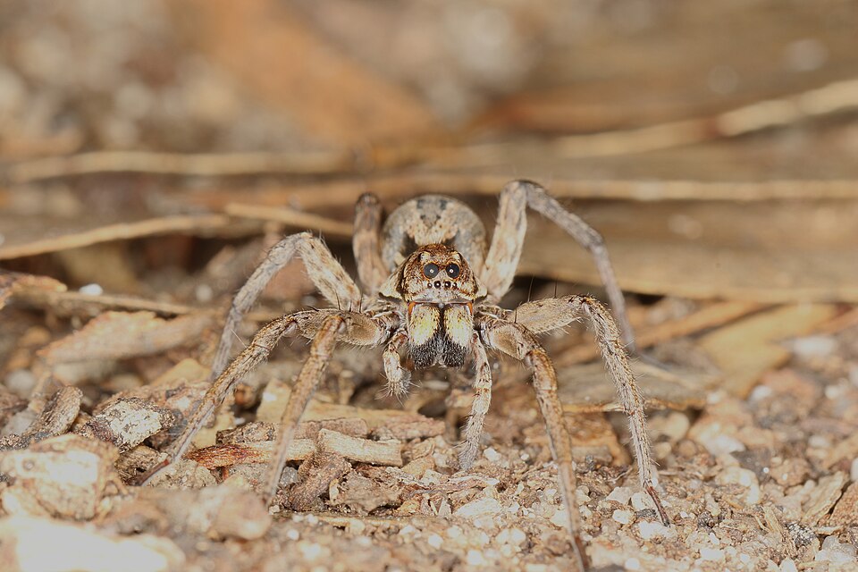 Photo of Western variable wolf spider