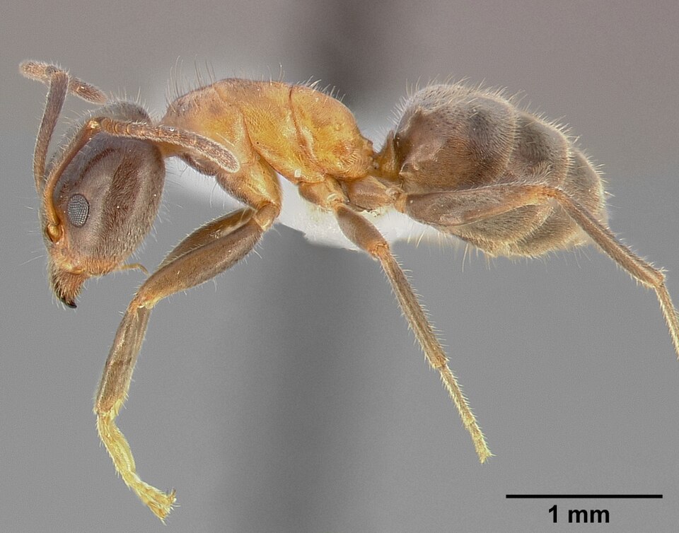 Photo of Western velvety tree ant