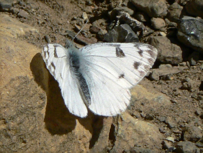 Photo of Western white