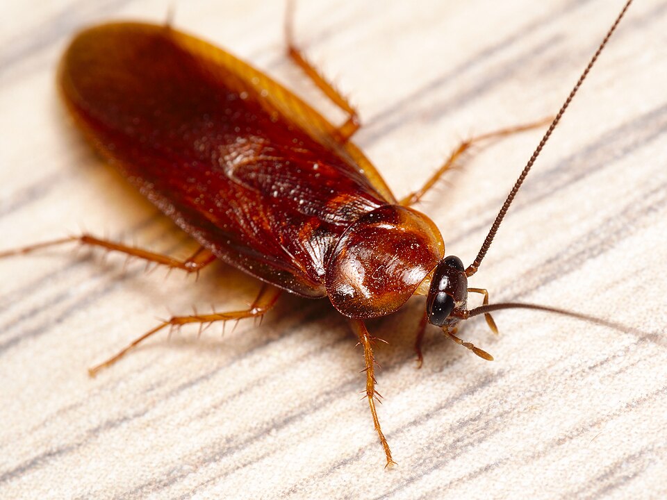 Photo of Western wood cockroach
