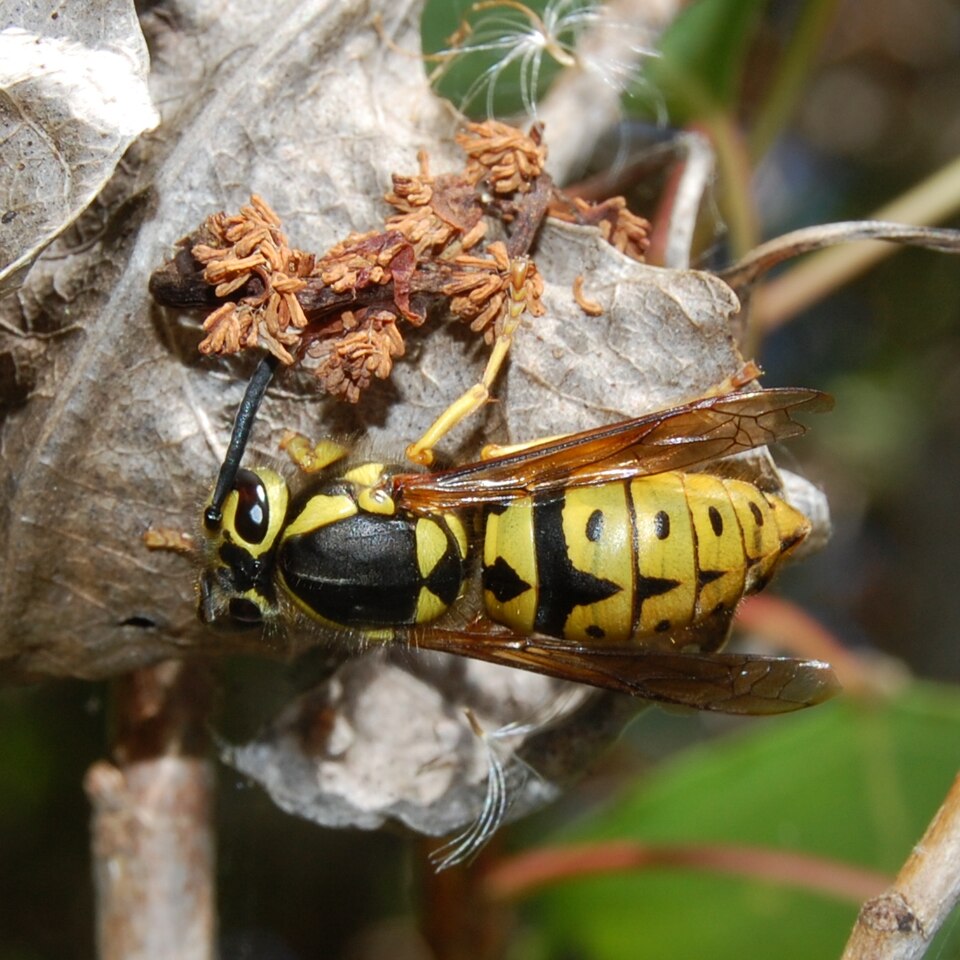 Photo of Western yellowjacket