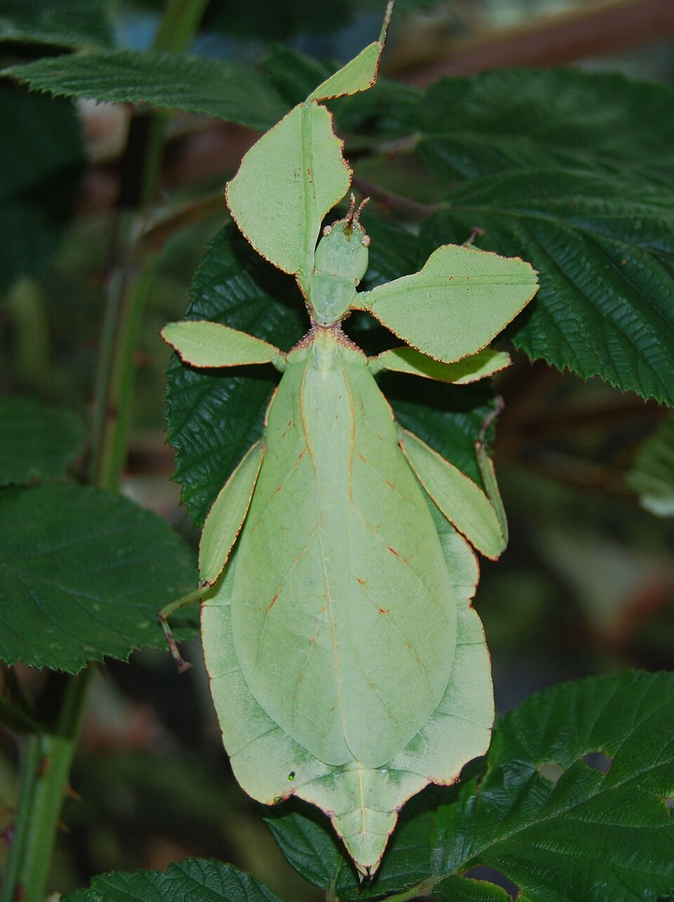 Photo of Westwood's leaf insect