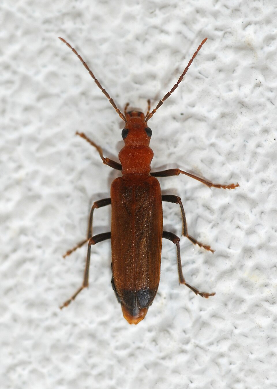 Photo of Wharf borer