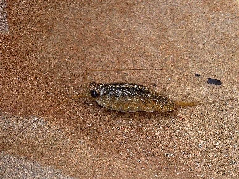 Photo of Wharf roach