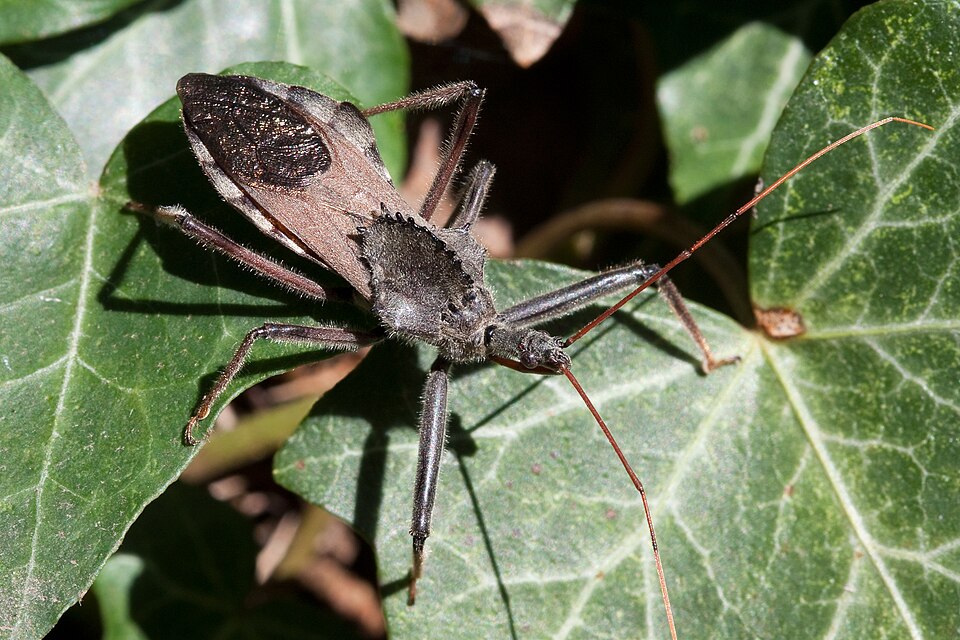 Photo of Wheel bug