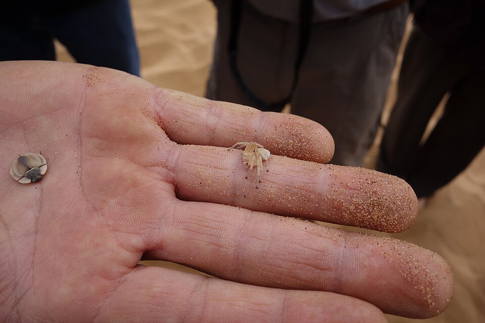 Photo of Wheel spider