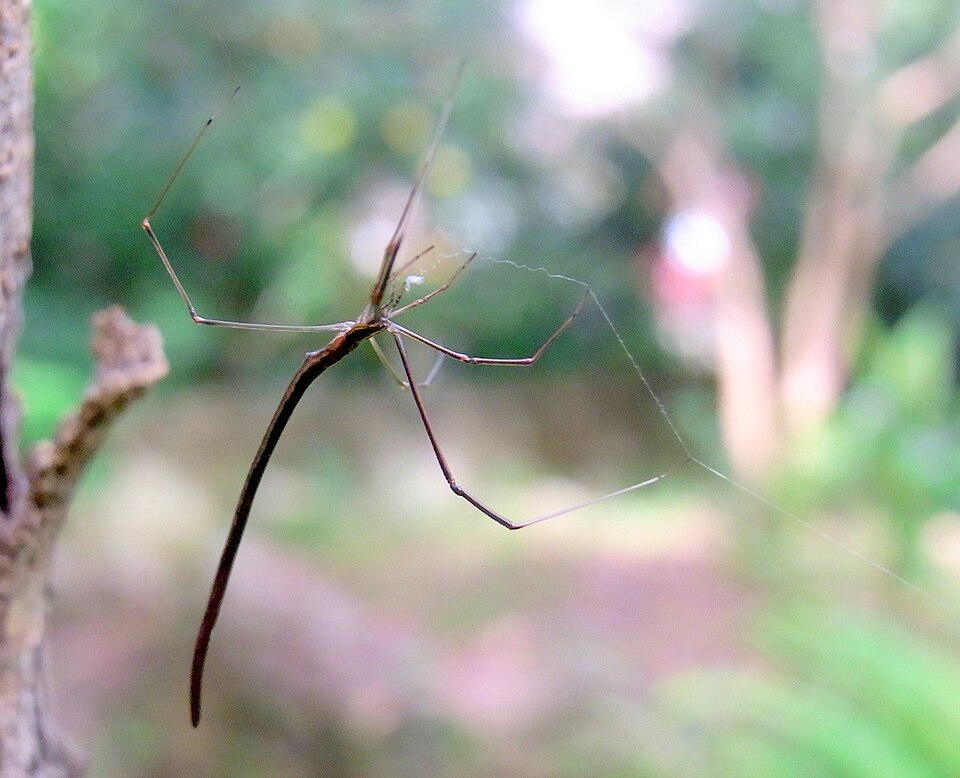 Photo of Whip spider