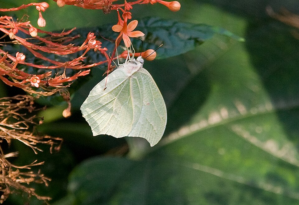 Photo of White angled-sulphur
