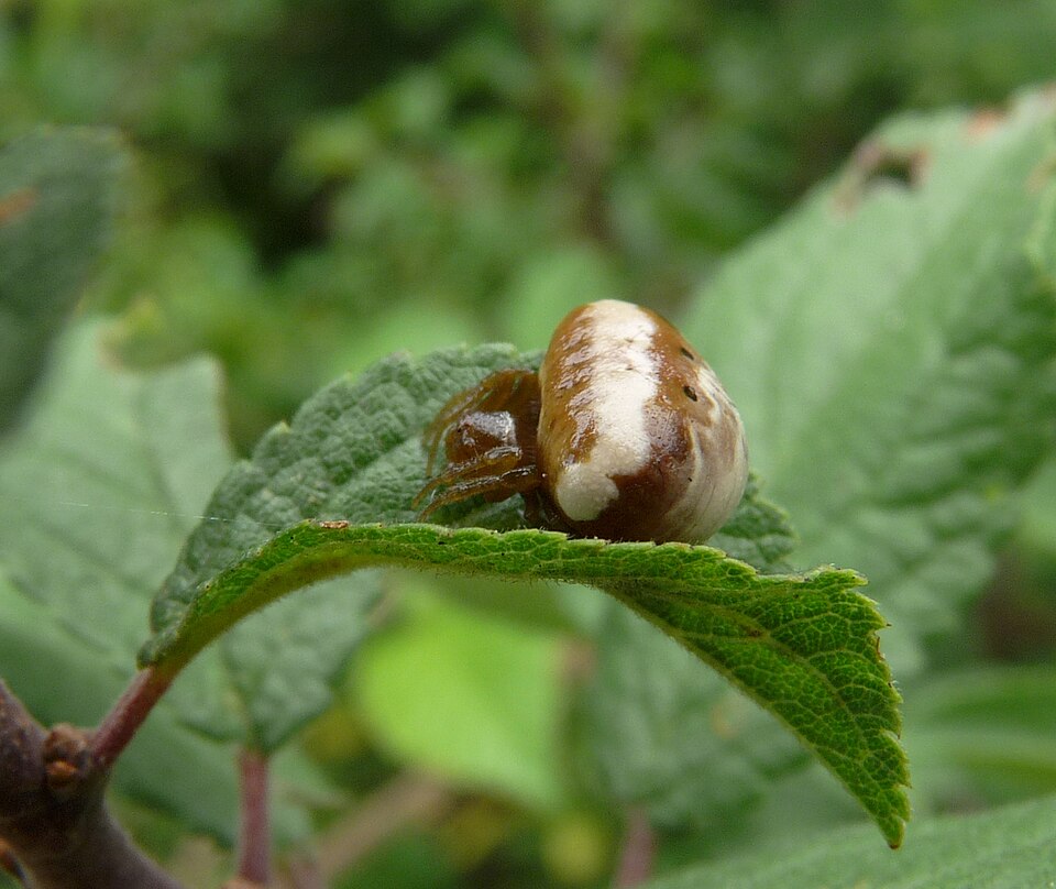 Photo of White-banded bird-dropping spider