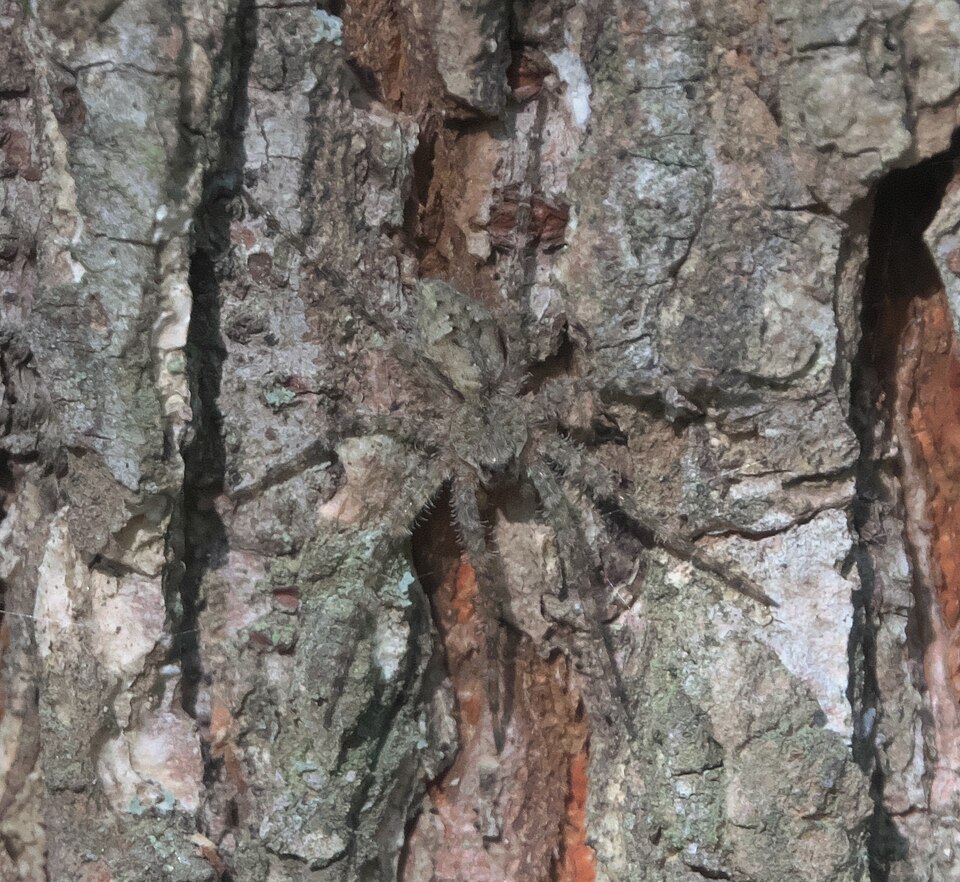 Photo of White-banded fishing spider