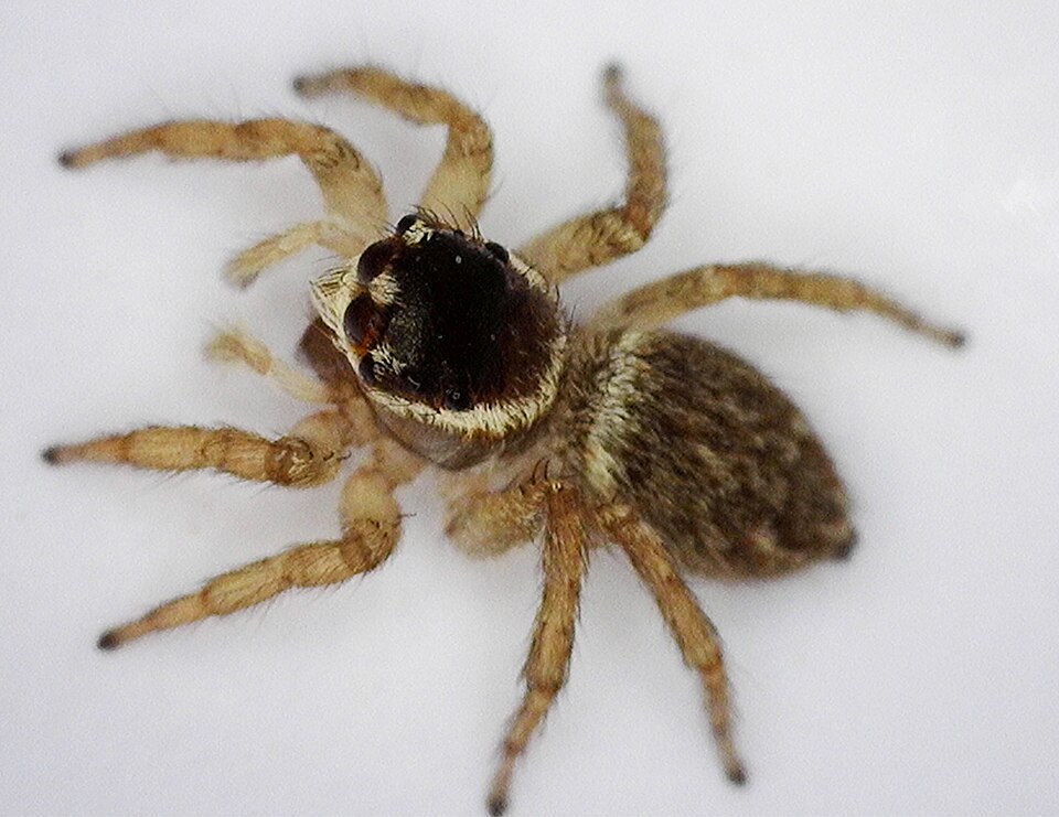 Photo of White banded house jumper