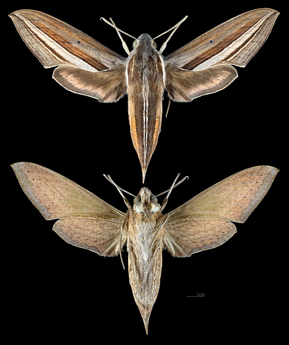 Photo of White-banded hunter hawkmoth