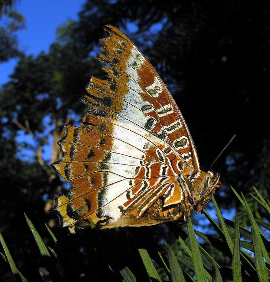 Photo of White-barred emperor