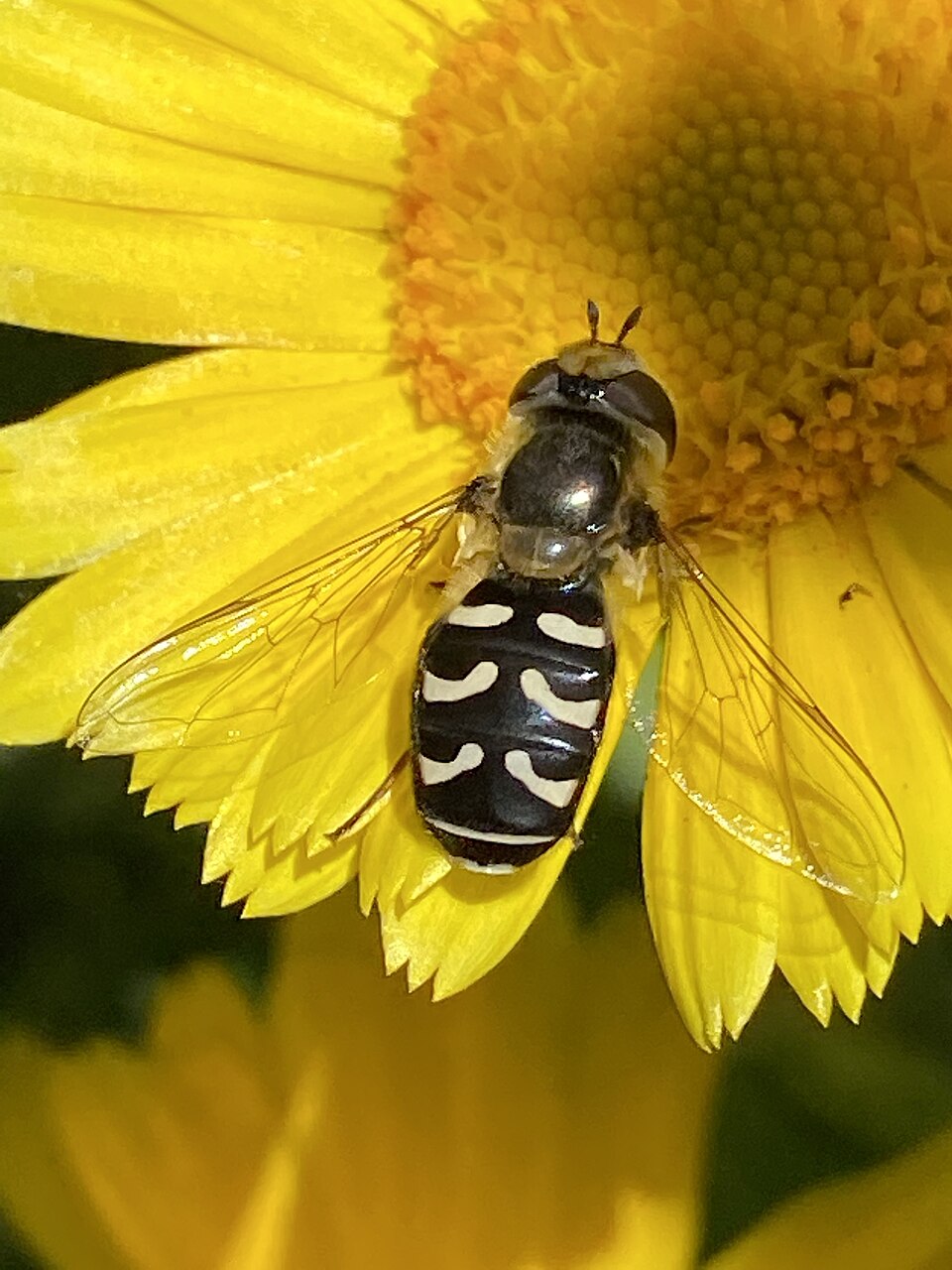 Photo of White-bowed smoothwing