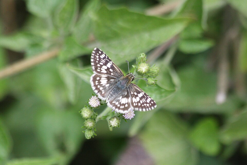 Photo of White checkered-skipper