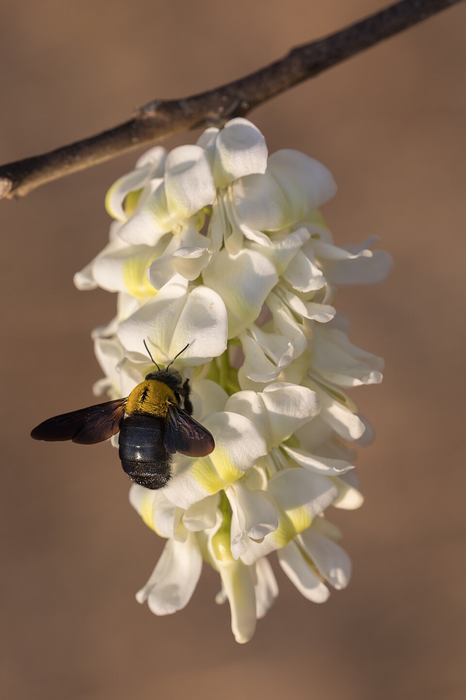 Photo of White-cheeked carpenter