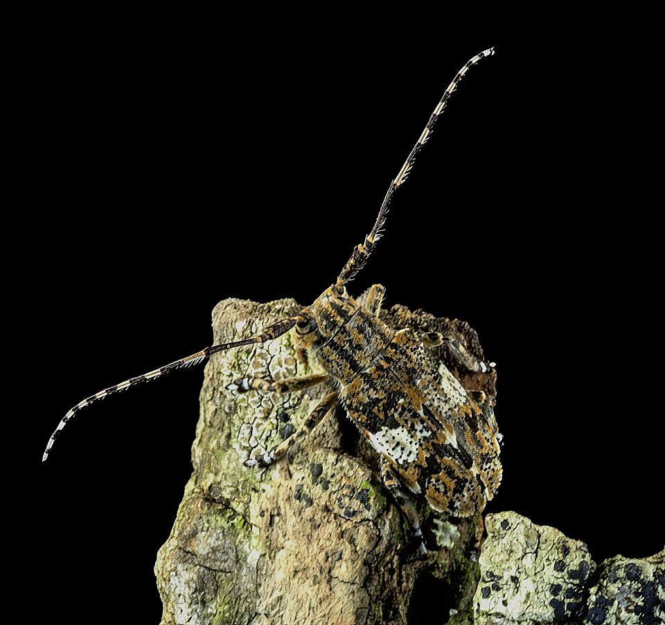 Photo of White-clouded longhorn beetle
