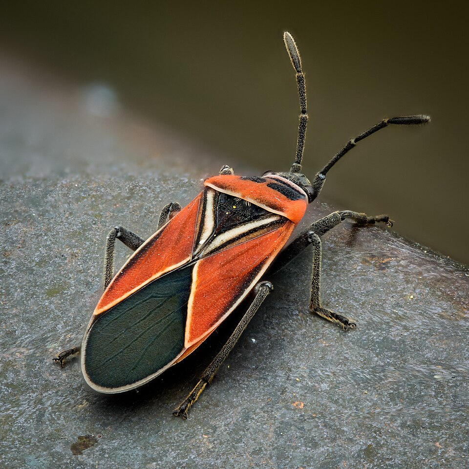 Photo of White-crossed seed bug