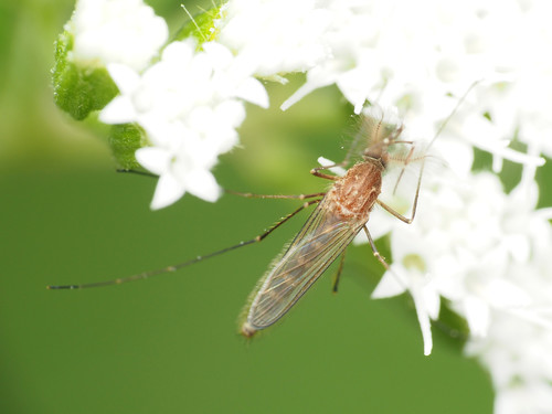 Photo of White-dotted mosquito
