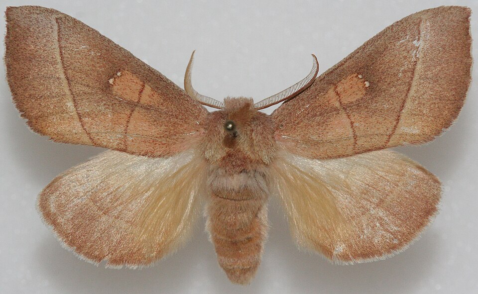 Photo of White-dotted prominent