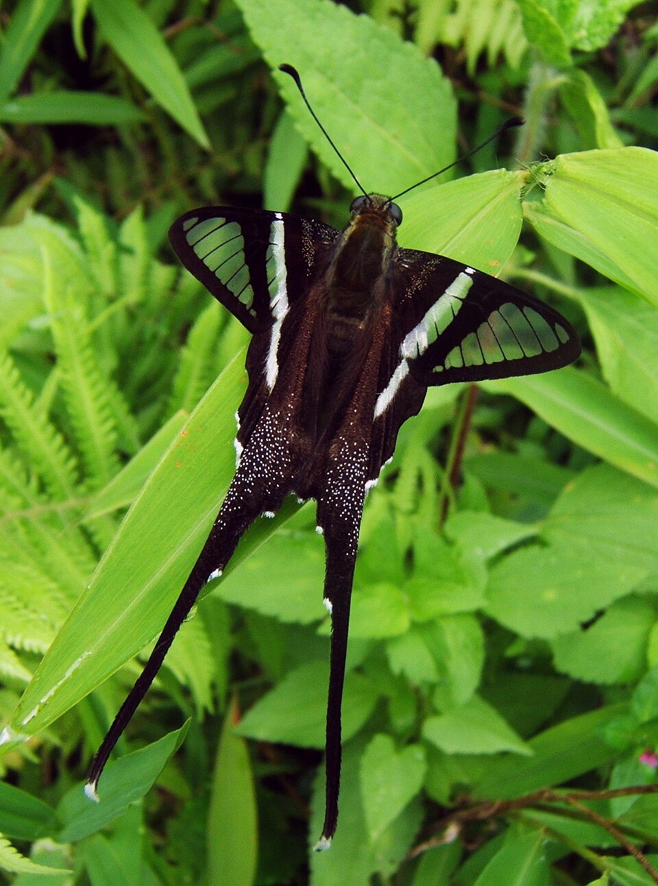 Photo of White dragontail butterfly
