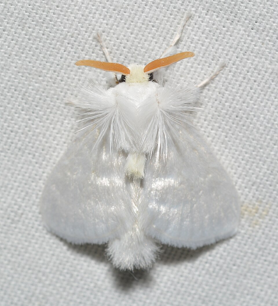 Photo of White flannel moth