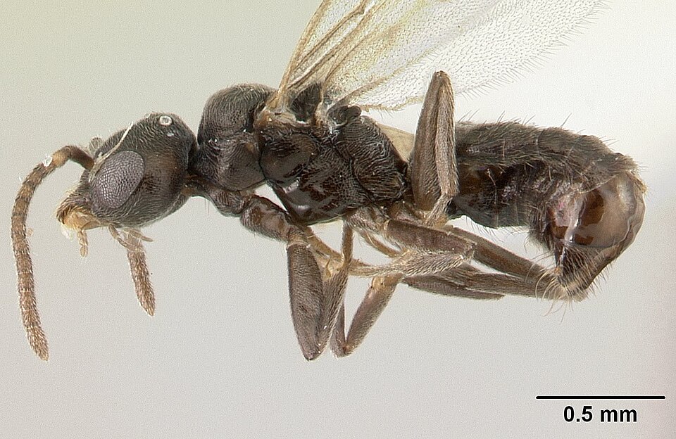 Photo of White-footed house ant