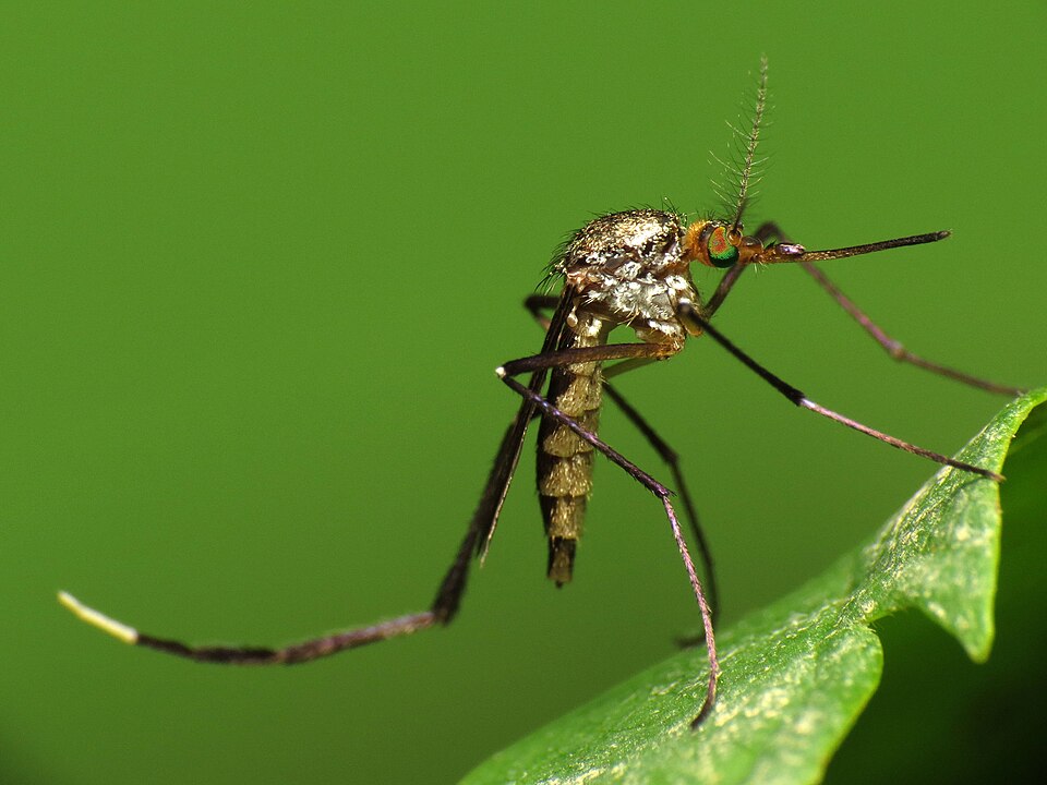 Photo of White-footed woods mosquito