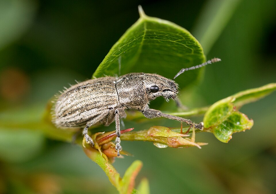 Photo of White-fringed weevil