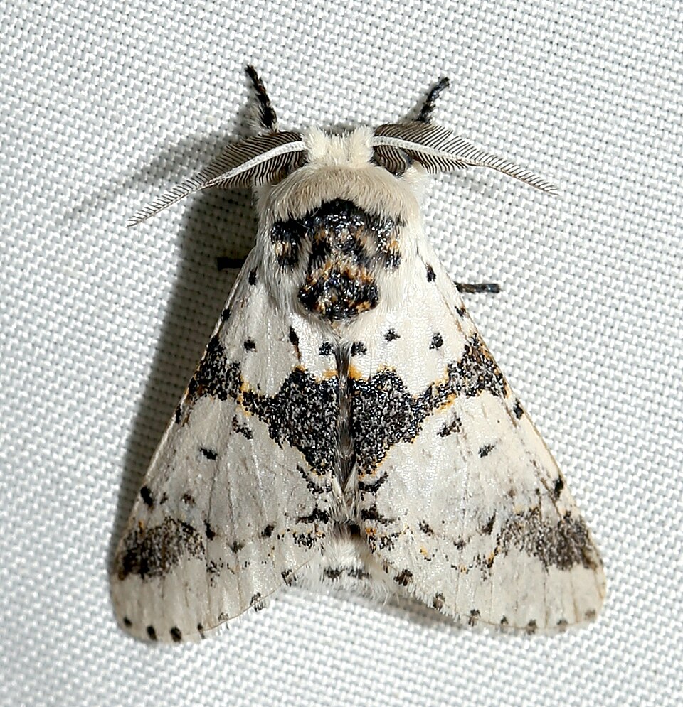 Photo of White furcula moth