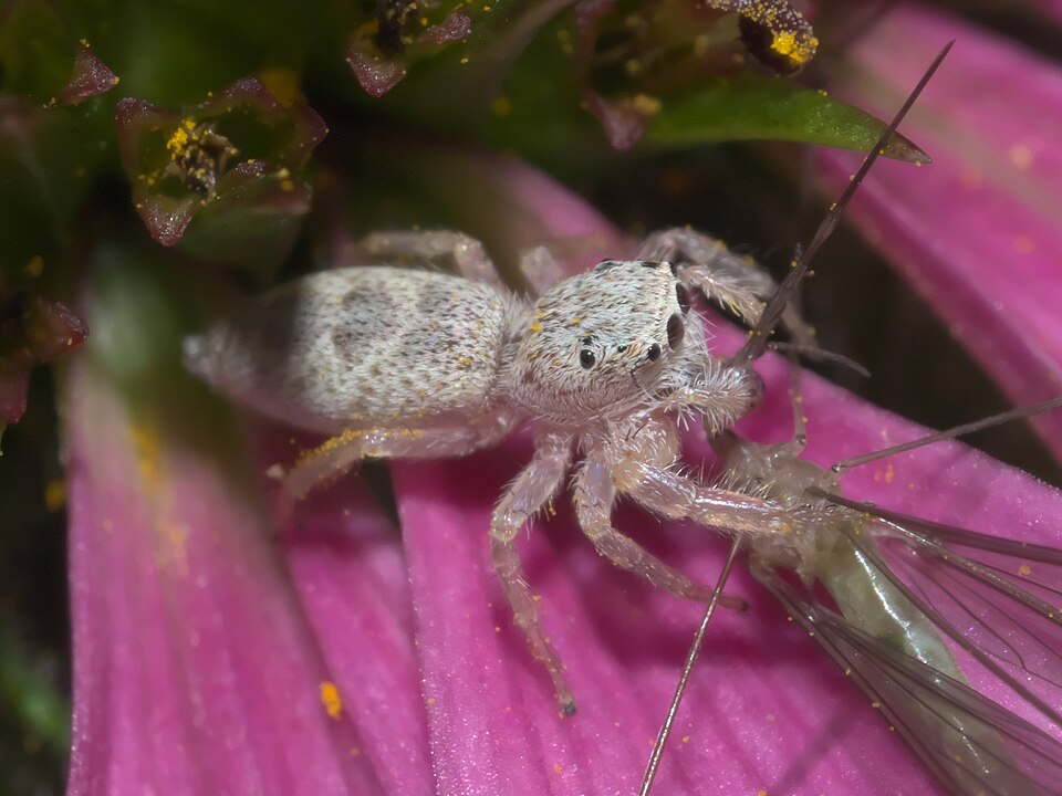 Photo of White-jawed jumping spider