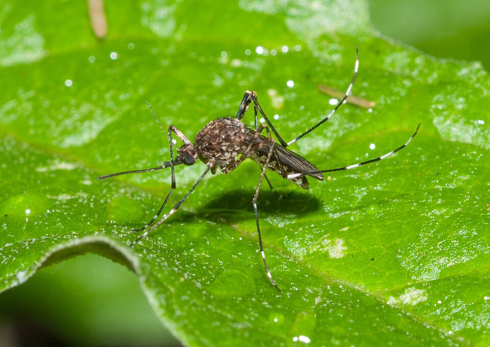 Photo of White-kneed mosquito
