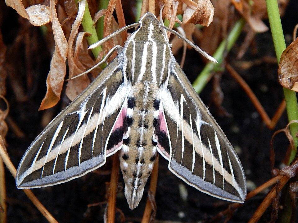 Photo of White-lined sphinx